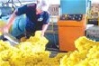 Cao su: gió đã đổi chiều